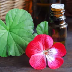 Geraniol co to? Olejek z geranium w buteleczce, obok czerwonego kwiatu i liści.