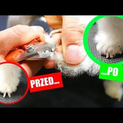 Jak obciąć paznokcie śwince morskiej bez stresu i bólu