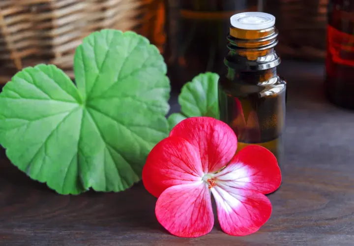 Geraniol co to? Olejek z geranium w buteleczce, obok czerwonego kwiatu i liści.