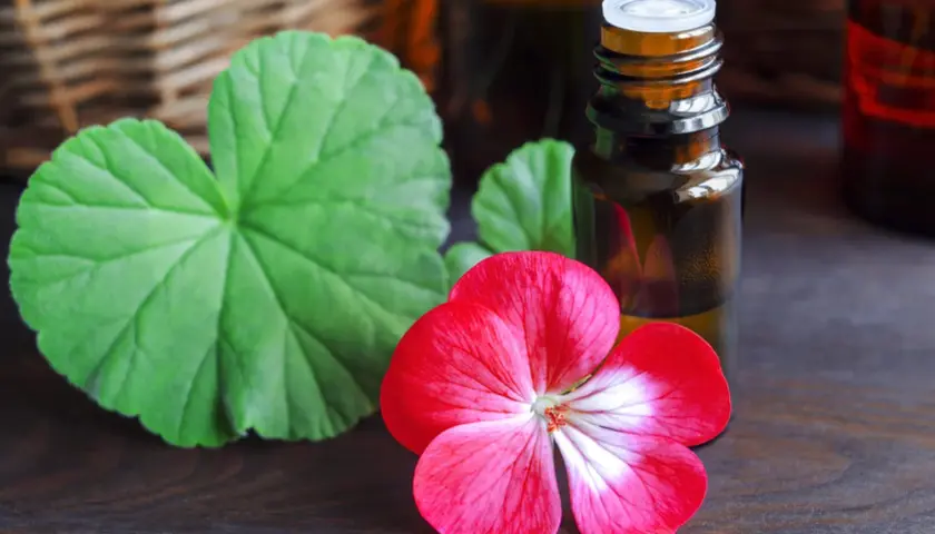 Geraniol co to? Olejek z geranium w buteleczce, obok czerwonego kwiatu i liści.
