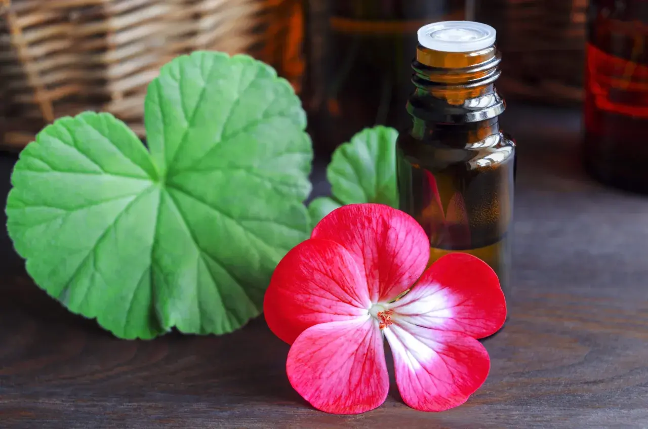 Geraniol co to? Olejek z geranium w buteleczce, obok czerwonego kwiatu i liści.